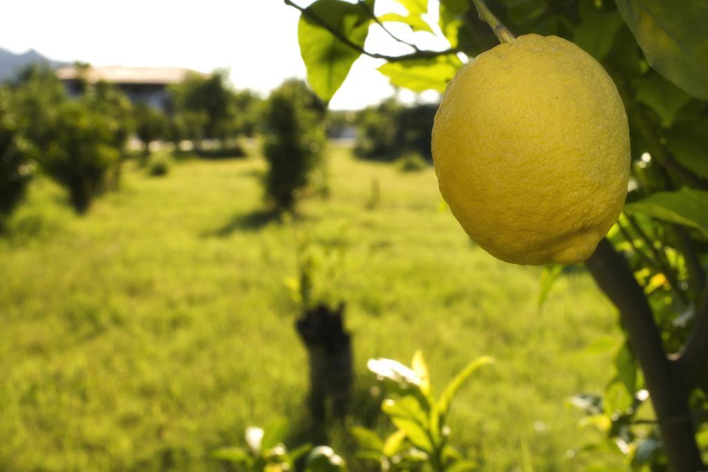 Agriturismo Terrenia Villa ทรัปปิเตลโล ภายนอก รูปภาพ